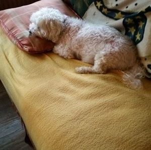 Meet your Posher, Bonnie hollis